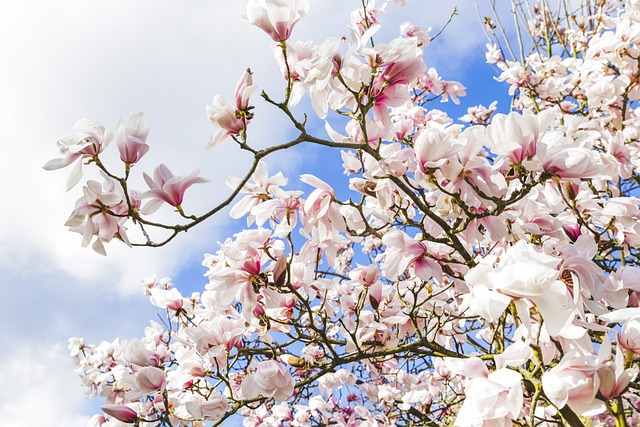 邱园 花园 伦敦 - 上的免费照片