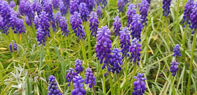Muscari 花 春天 - 上的免费照片