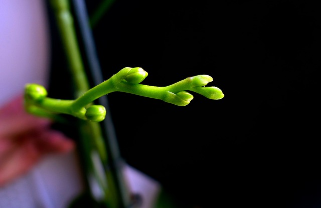 兰花 兰花芽 开花 - 上的免费照片