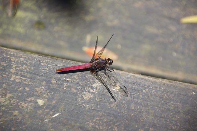 紅蜻蜓 Red Dragonfly 蜻蜓 - 上的免费照片