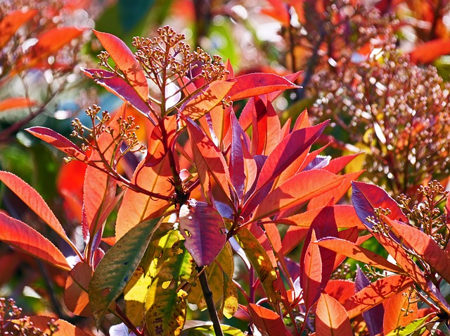 春天 发芽了 枇杷 - 上的免费照片