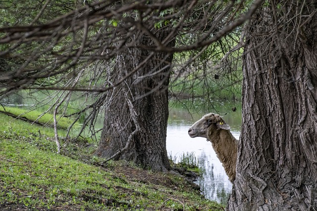 索尔诺克 混乱的河流 羊 - 上的免费照片