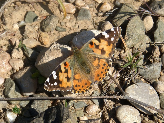 蝴蝶 橙色的 凡妮莎 - 上的免费照片