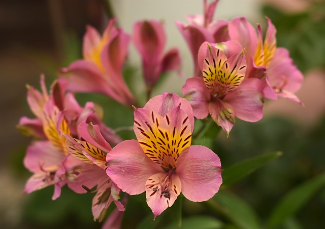 秘鲁百合 百合 花 - 上的免费照片