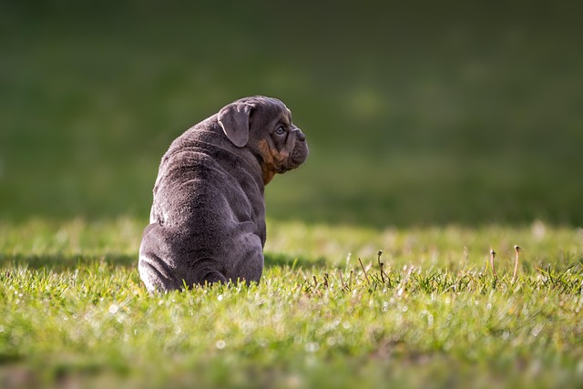 狗 斗牛犬 英国牛头犬 - 上的免费照片