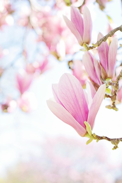 木兰 花朵 绽放 - 上的免费照片