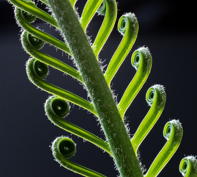 棕榈蕨类植物 苏铁 棕榈树 - 上的免费照片