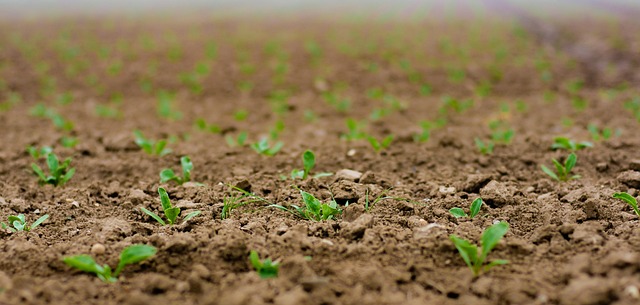 幼苗 苗 糖用甜菜 - 上的免费照片