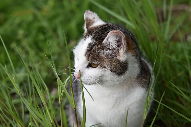 猫 欧洲猫 胡同猫 - 上的免费照片