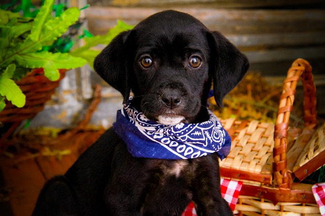 狗 宠物 动物 - 上的免费照片