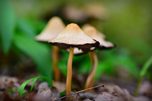 蘑菇 蘑菇菇 菌 - 上的免费照片