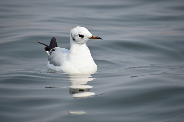 海鸥 鸟 海 - 上的免费照片