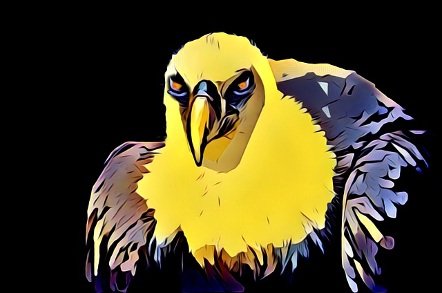 秃鹫 扫荡 猛禽 - 上的免费图片