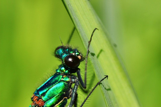 带状小姑娘 蓑羽 昆虫 - 上的免费照片