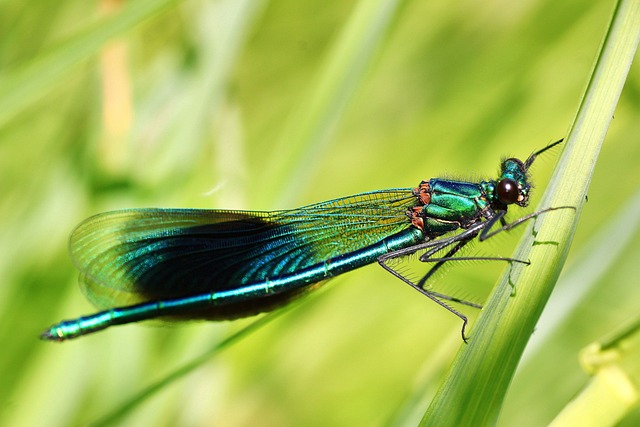 带状小姑娘 蓑羽 男性 - 上的免费照片