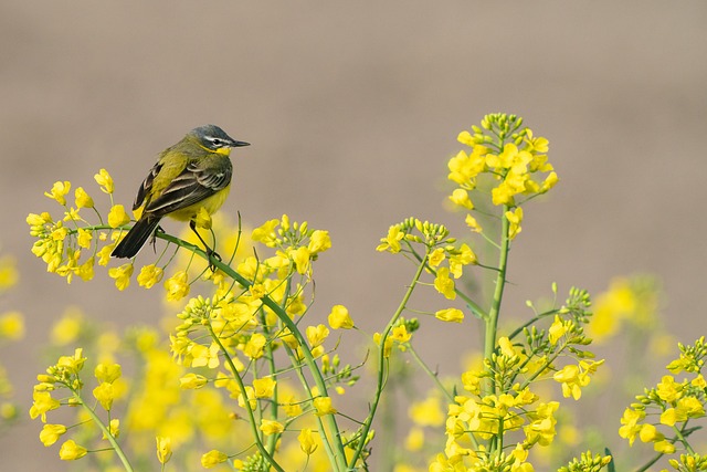 鸟 野生动物 西部的黄N - 上的免费照片