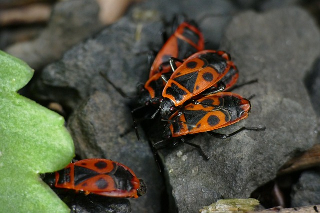宏 讨厌火虫 Pyrrhocoris Apterus - 上的免费照片