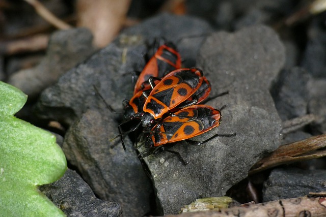 宏 讨厌火虫 Pyrrhocoris Apterus - 上的免费照片