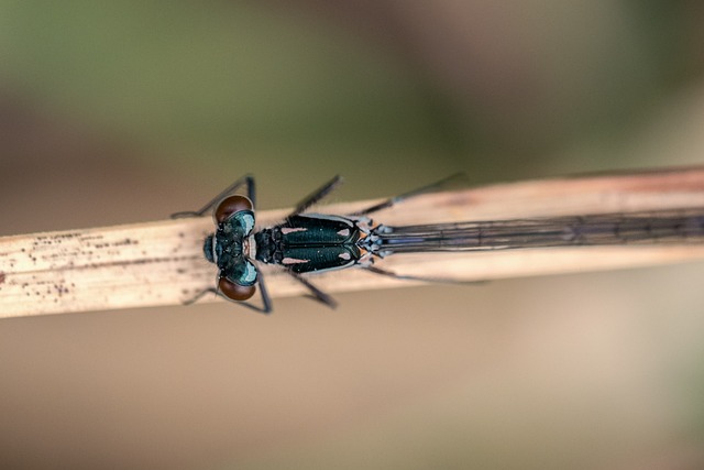 诺福克豆娘 Coenagrion Armatum 豆娘 - 上的免费照片