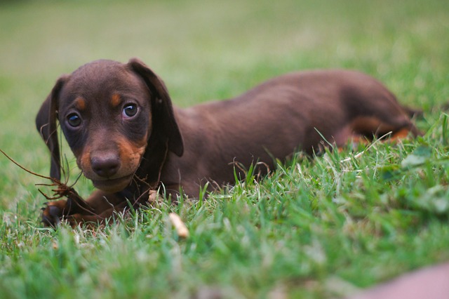 狗 小狗 Daschund - 上的免费照片