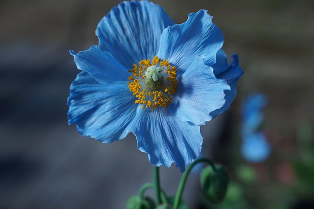 花 植物学 Himilayan的蓝色罂粟花 - 上的免费照片