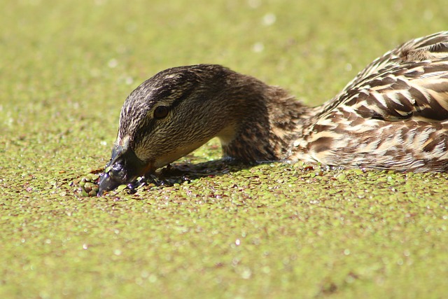 鸭 凫 水鸟 - 上的免费照片