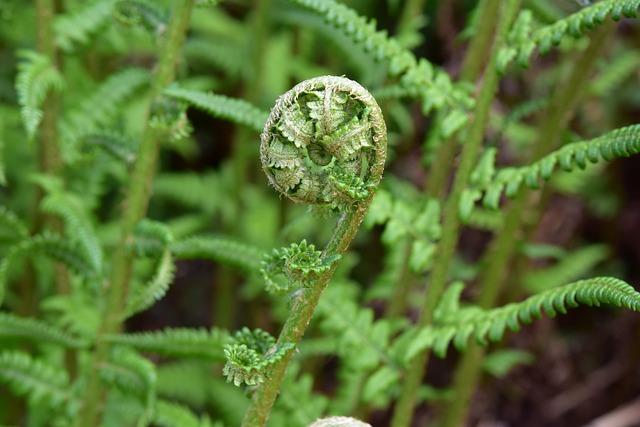 蕨类 苗的蕨类植物 植物的灌木丛 - 上的免费照片