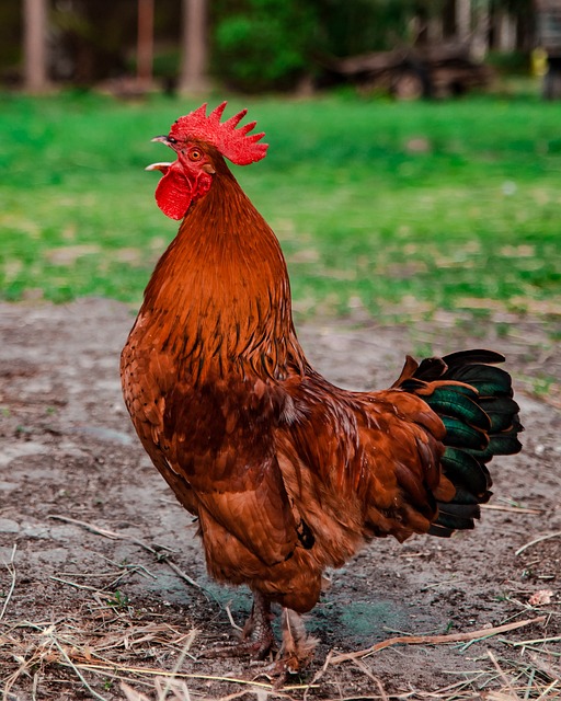 公鸡 哭泣的一只公鸡 销 - 上的免费照片