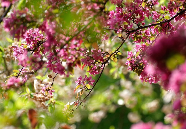 花朵 树 春天 - 上的免费照片