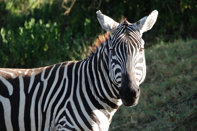 斑马 肯尼亚 苹果浏览器 - 上的免费照片