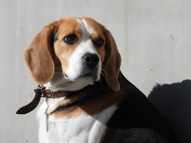 Beagl 狗 配种 - 上的免费照片