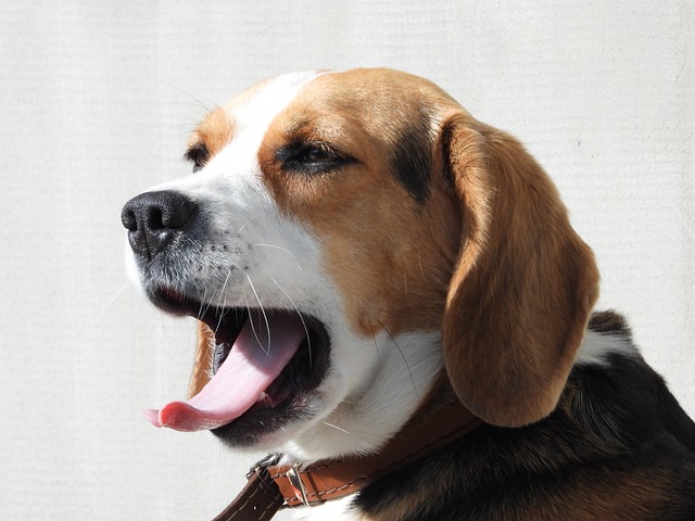 Beagl 狗 最喜欢的 - 上的免费照片