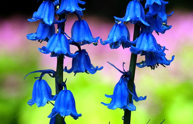 风信子 花 Hyacinthoides 二球悬铃木枯 西班牙 - 上的免费照片