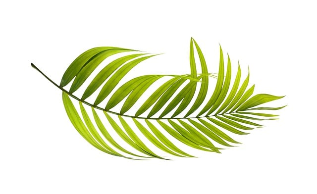 棕榈 叶子 绿色 - 上的免费图片