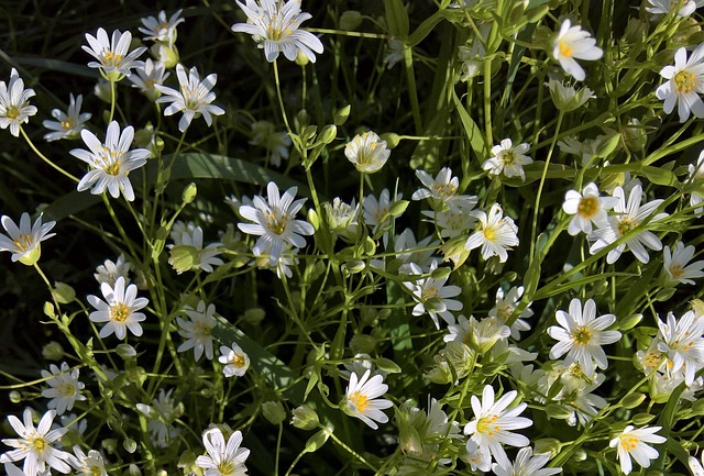 植物 山 Avens 野花 - 上的免费照片