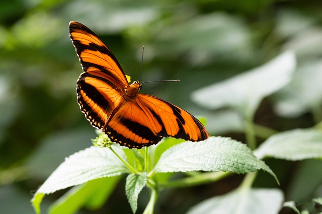 Schmetterlinge 鲍姆 公园 - 上的免费照片