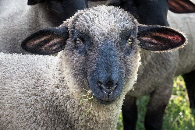 羊 吃下去 头 - 上的免费照片
