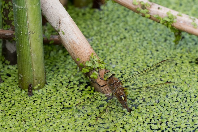 蜻蜓 Aeshna Isoceles 水 - 上的免费照片