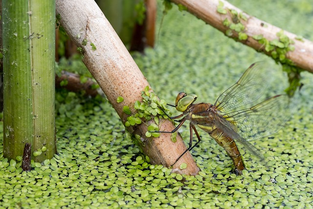 蜻蜓 Aeshna Isoceles 水 - 上的免费照片