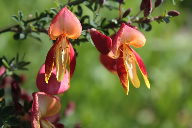 开花 橙色的 红色的 - 上的免费照片