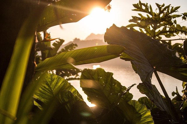 植物 阳光 热带 - 上的免费照片