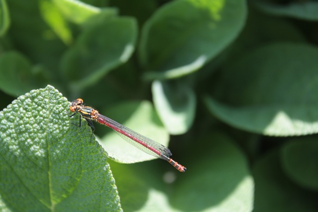 蛔虫 早期的阿多尼斯蜻蜓 蜻蜓 - 上的免费照片
