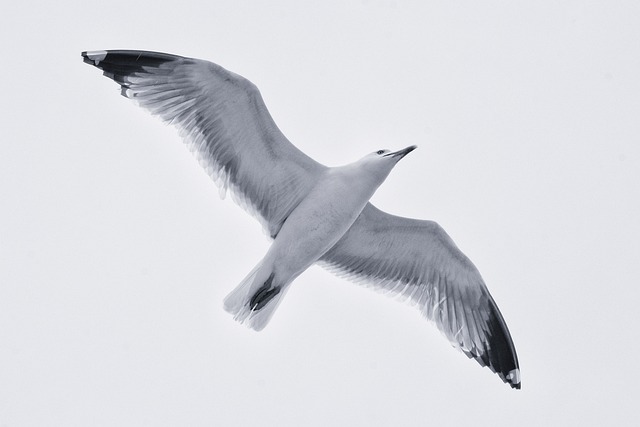 海鸥 鸟 海 - 上的免费照片