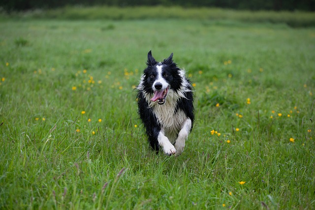 边境牧羊犬 湿狗 牧羊犬 - 上的免费照片