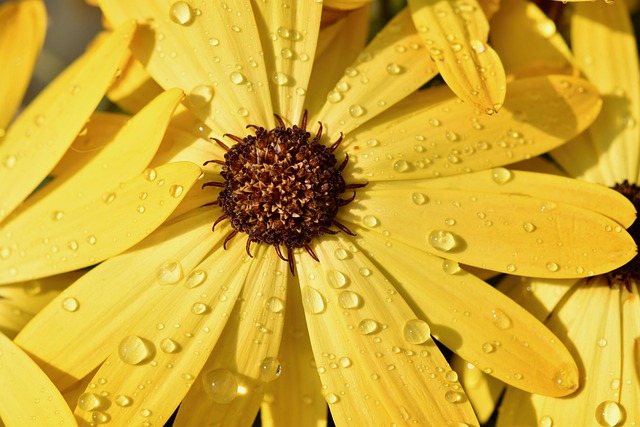 花 花瓣 雨滴 - 上的免费照片