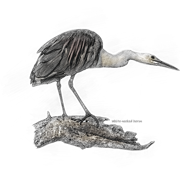 白颈鹭 鸟 树 - 上的免费图片