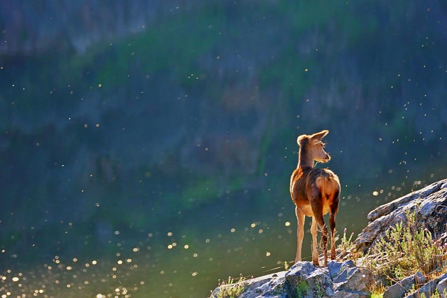 动物 野生动物 自然 - 上的免费照片
