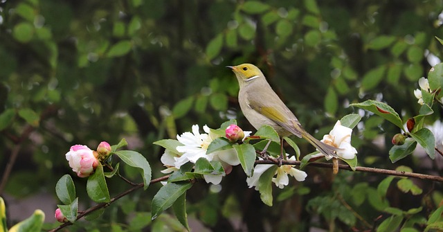 鸟 蜂蜜食客 花朵 - 上的免费照片