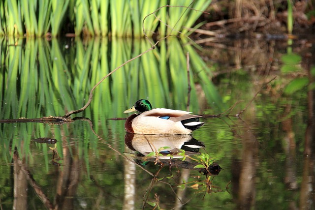 自然 鸭 鸟 - 上的免费照片