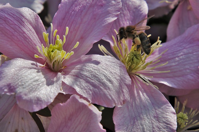 Hoverfly 谷物 蜜蜂 - 上的免费照片